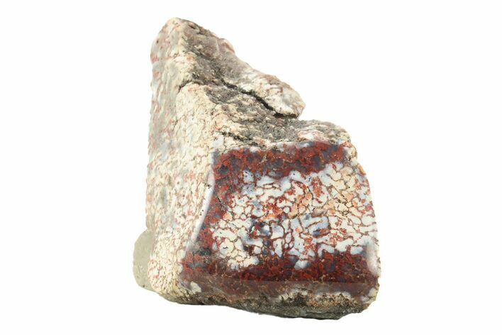Polished Dinosaur Bone (Gembone) Section - Utah #240567